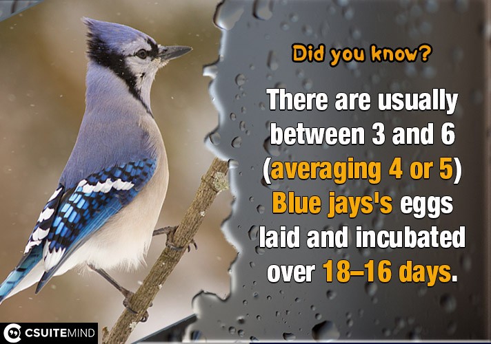  There are usually between 3 and 6 (averaging 4 or 5) Blue jays's eggs laid and incubated over 16–18 days. 
