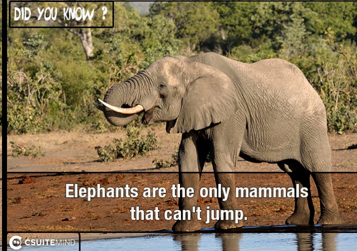 Elephants are the only mammals that can't jump.