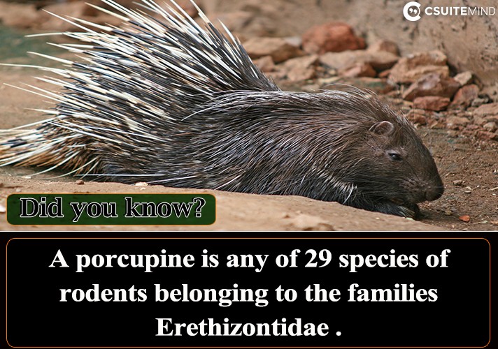 A porcupine is any of 29 species of rodents belonging to the families Erethizontidae .
