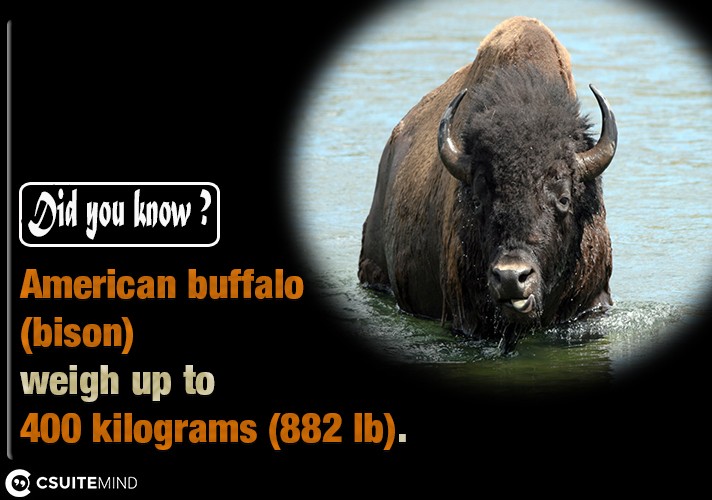  American buffalo (bison) weigh up to 400 kilograms (882 lb).