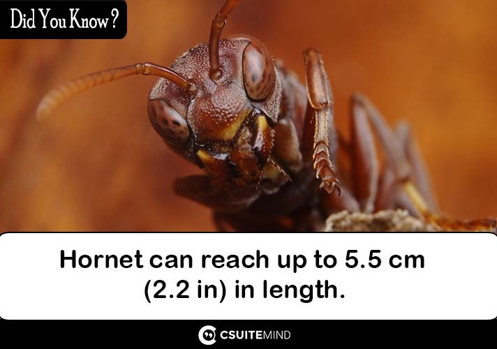 hornet-can-reach-up-to-55-cm-22-in-in-length