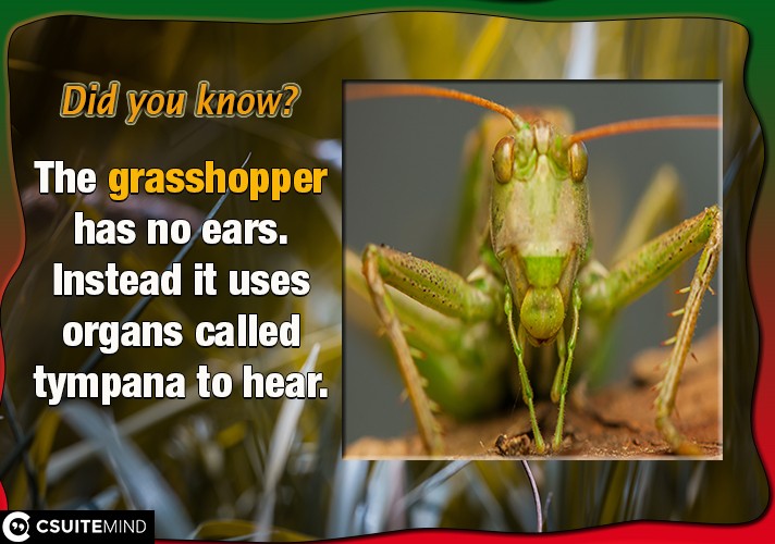 The grasshopper has no ears. Instead it uses organs called tympana to hear.
