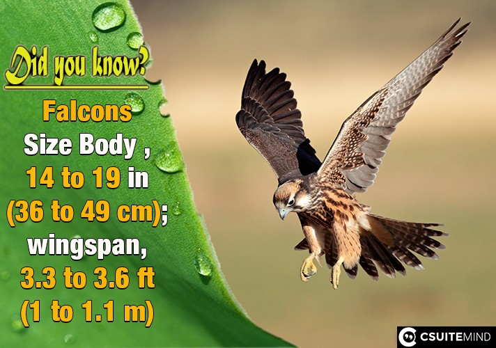 Falcons Size Body  , 14 to 19 in (36 to 49 cm); wingspan, 3.3 to 3.6 ft (1 to 1.1 m)
