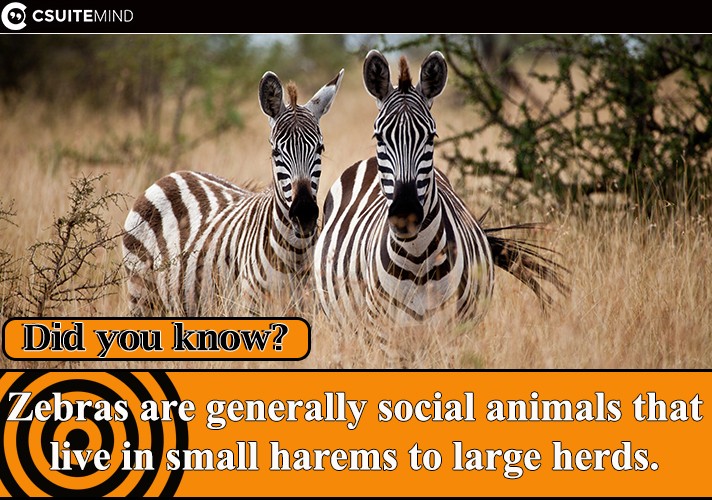 zebras-are-generally-social-animals-that-live-in-small-harems-to-large-herds