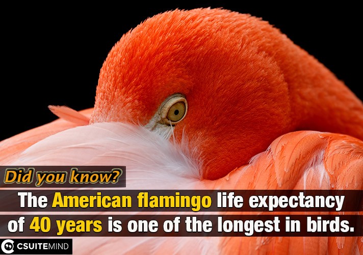The American flamingo life expectancy of 40 years is one of the longest in birds.
