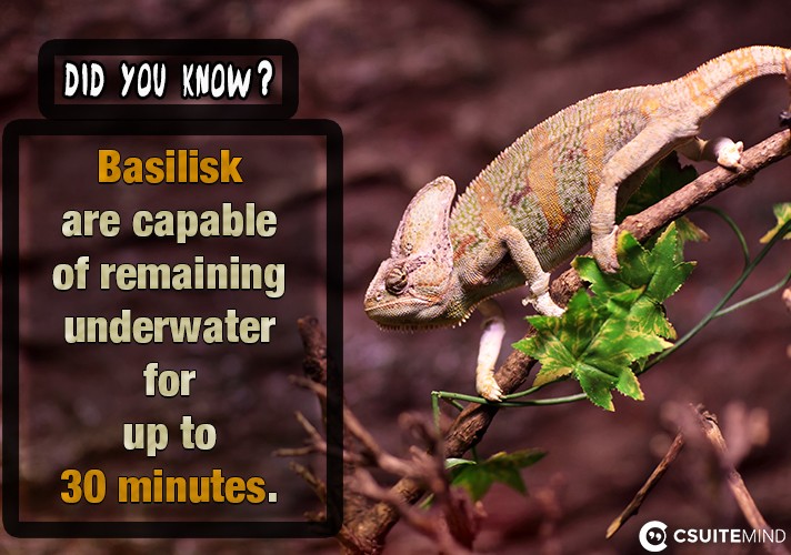 Basilisk are capable of remaining underwater for up to 30 minutes.