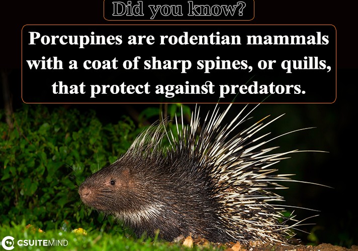 Porcupines are rodentian mammals with a coat of sharp spines, or quills, that protect against predators. 
