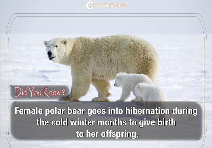 female-polar-bear-goes-into-hibernation-during-the-cold-winter-months-to-give-birth-to-her-offspring