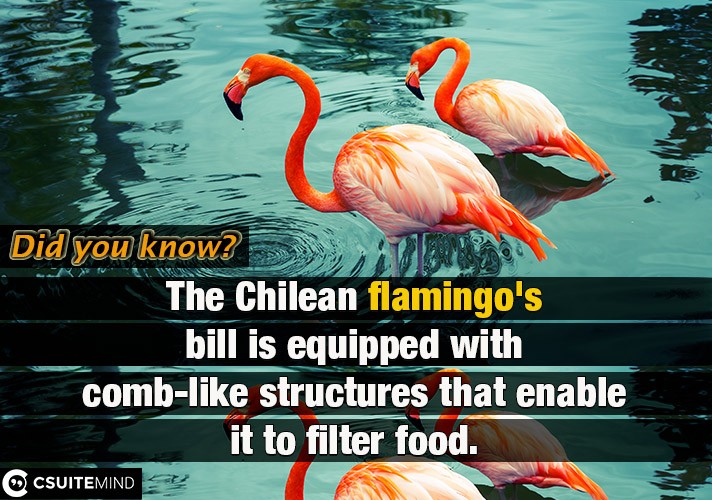 The Chilean flamingo's bill is equipped with comb-like structures that enable it to filter food.
