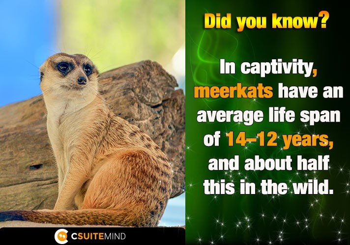 in-captivity-meerkats-have-an-average-life-span-of-1214-years-and-about-half-this-in-the-wild