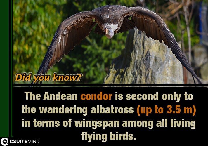  The Andean condor is second only to the wandering albatross (up to 3.5 m) in terms of wingspan among all living flying birds.
