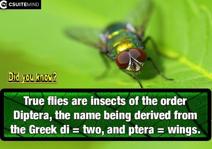 true-flies-are-insects-of-the-order-diptera-the-name-being-derived-from-the-greek-di-two-and-ptera-wings