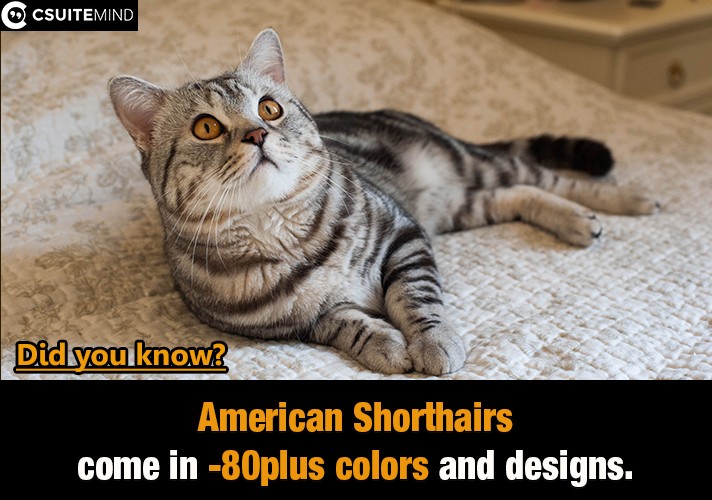 American Shorthairs come in 80-plus colors and designs.