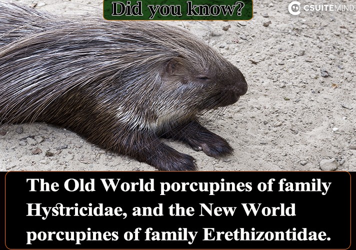  The Old World porcupines of family Hystricidae, and the New World porcupines of family Erethizontidae. 
