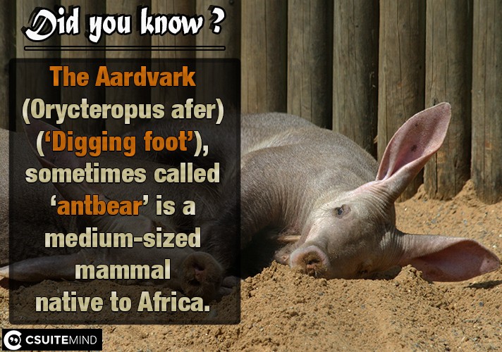 the-aardvark-orycteropus-afer-digging-foot-sometimes-called-antbear-is-a-medium-sized-mammal-native-to-africa