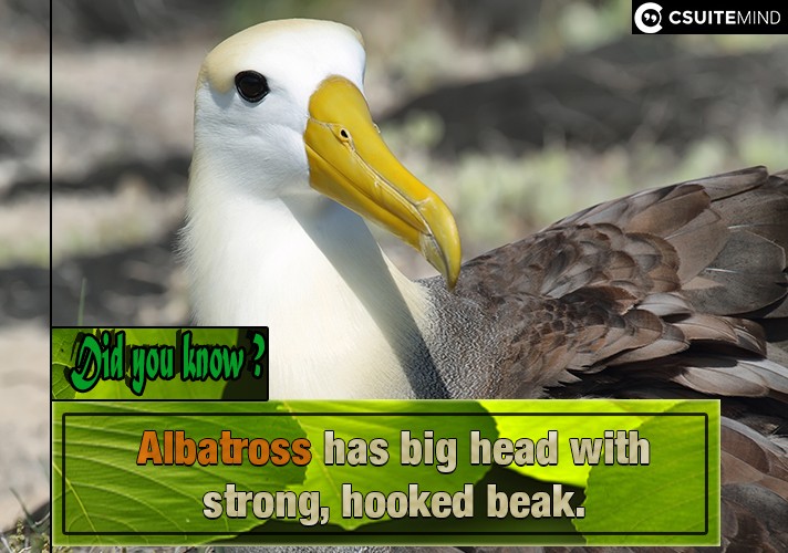 Albatross has big head with strong, hooked beak. 

