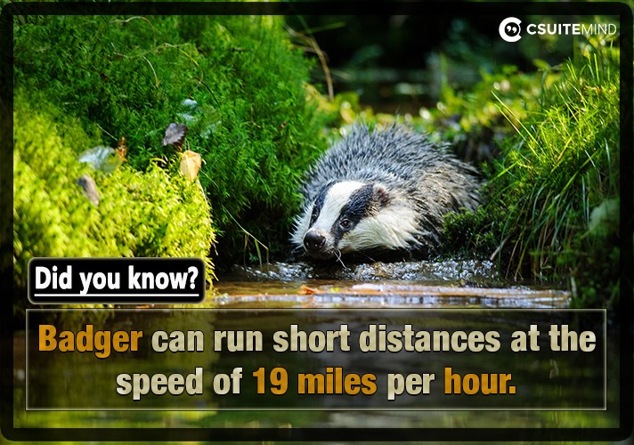 Badger can run short distances at the speed of 19 miles per hour.
