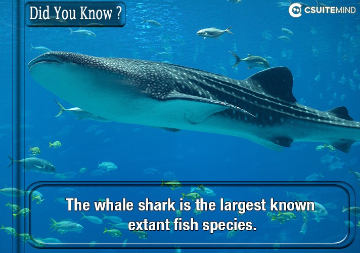 the-whale-shark-is-the-largest-known-extant-fish-species