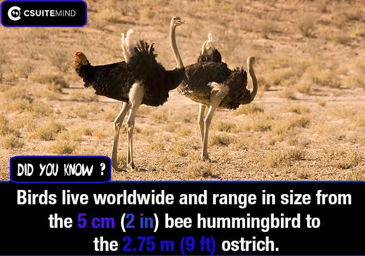 Birds live worldwide and range in size from the 5 cm (2 in) bee hummingbird to the 2.75 m (9 ft) ostrich.