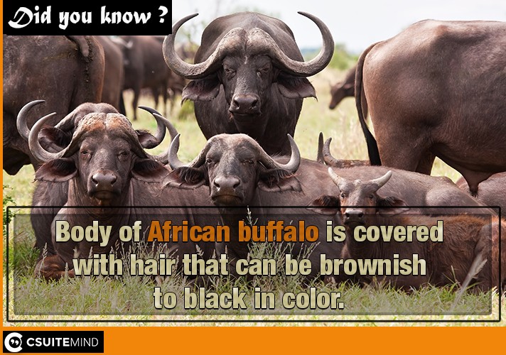 Body of African buffalo is covered with hair that can be brownish to black in color.
