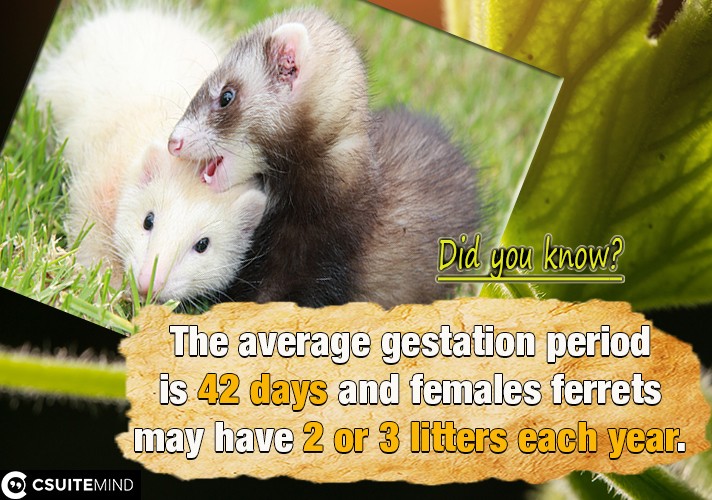  The average gestation period is 42 days and females ferrets may have 2 or 3 litters each year.
