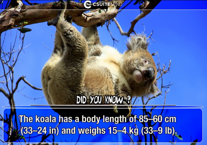 the-koala-has-a-body-length-of-6085-cm-2433-in-and-weighs-415-kg-933-lb