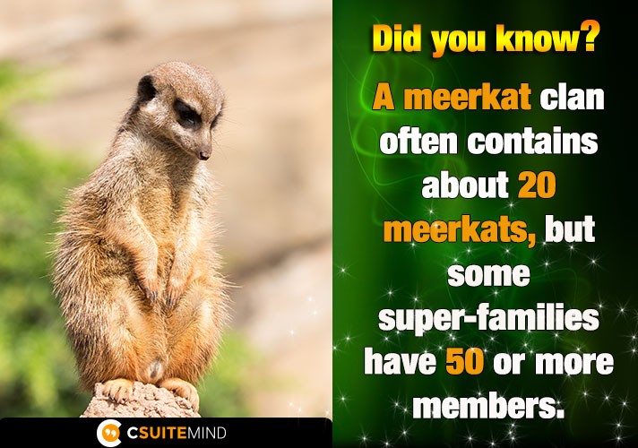 A meerkat clan often contains about 20 meerkats, but some super-families have 50 or more members. 
