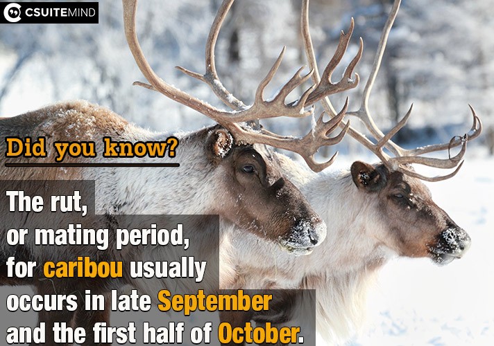 the-rut-or-mating-period-for-caribou-usually-occurs-in-late-september-and-the-first-half-of-october