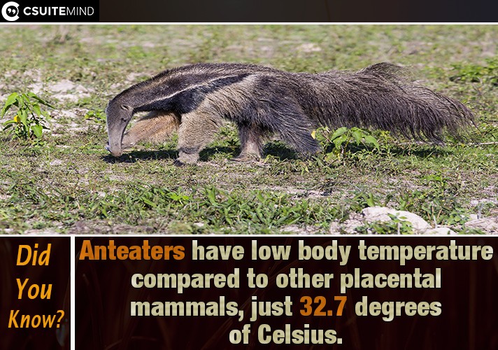 Anteaters have low body temperature compared to other placental mammals, just 32.7 degrees of Celsius.
