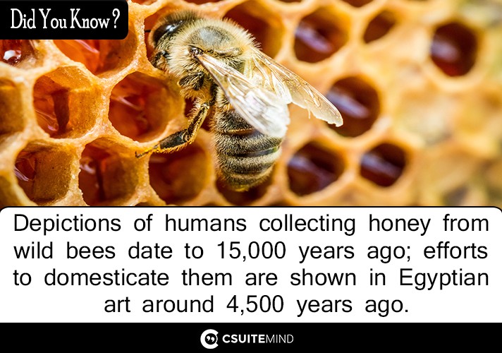 Depictions of humans collecting honey from wild bees date to 15,000 years ago; efforts to domesticate them are shown in Egyptian art around 4,500 years ago.
