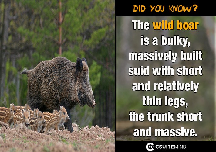 The wild boar is a bulky, massively built suid with short and relatively thin legs,the trunk short and massive.