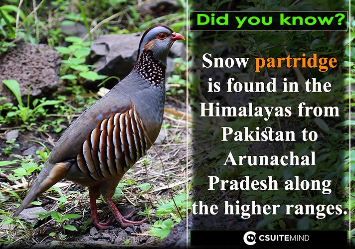 Snow partridge is found in the Himalayas from Pakistan to Arunachal Pradesh along the higher ranges. 
