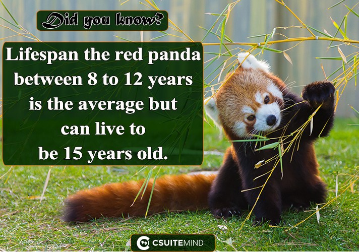 Lifespan the red panda between 8 to 12 years is the average but can live to be 15 years old.
