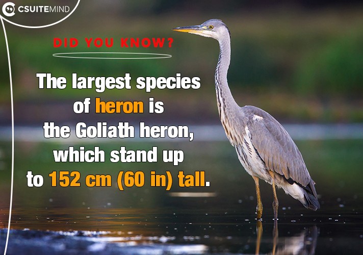 The largest species of heron is the Goliath heron, which stand up to 152 cm (60 in) tall. 
