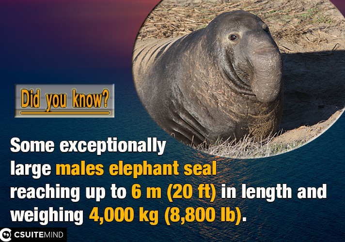   Some exceptionally large males elephant seal reaching up to 6 m (20 ft) in length and weighing 4,000 kg (8,800 lb).