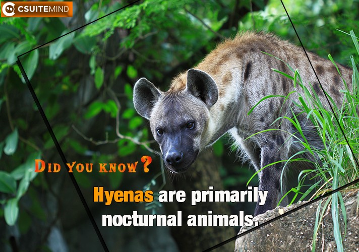  Hyenas are primarily nocturnal animals,
