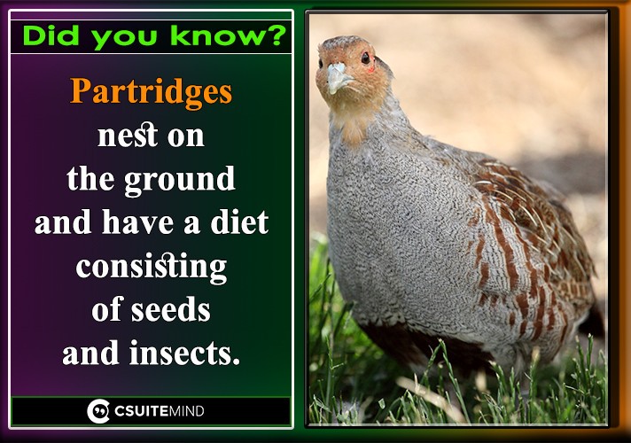 Partridges  nest on the ground and have a diet consisting of seeds and insects.

