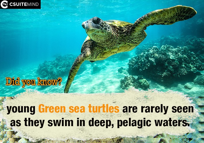 young Green sea turtles are rarely seen as they swim in deep, pelagic waters.

