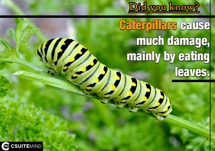 Caterpillars cause much damage, mainly by eating leaves. 
