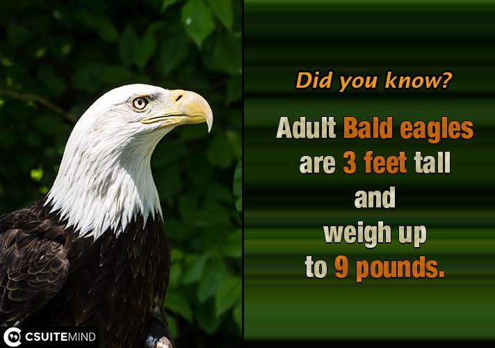  Adult Bald eagles are 3 feet tall and weigh up to 9 pounds. 
