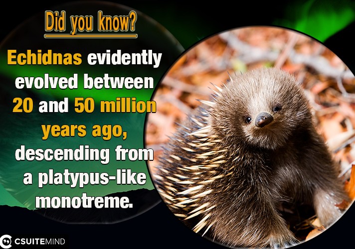 Echidnas evidently evolved between 20 and 50 million years ago, descending from a platypus-like monotreme.
