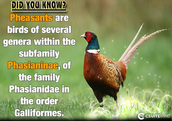 pheasants-are-birds-of-several-genera-within-the-subfamily-phasianinae-of-the-family-phasianidae-in-the-order-galliformes