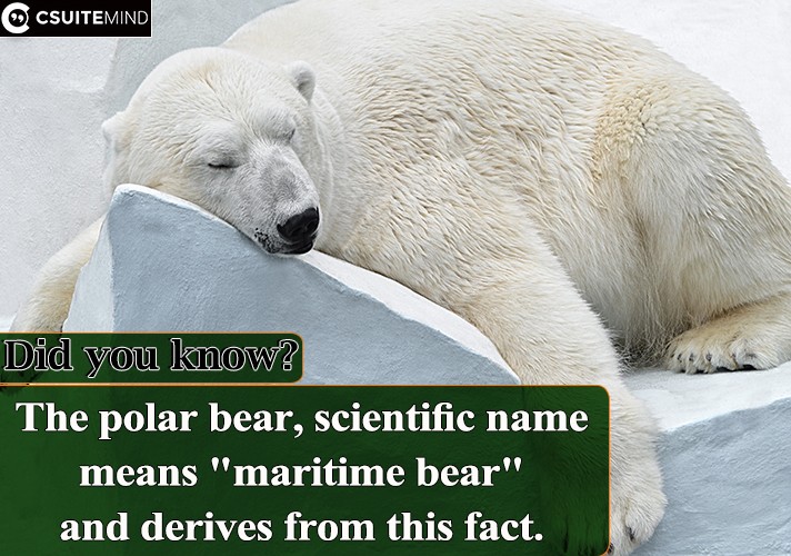 The polar bear, scientific name means 