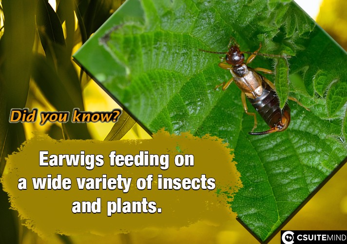 Earwigs feeding on a wide variety of insects and plants. 
