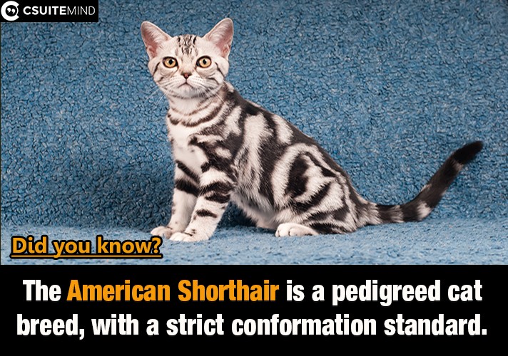 the-american-shorthair-is-a-pedigreed-cat-breed-with-a-strict-conformation-standard