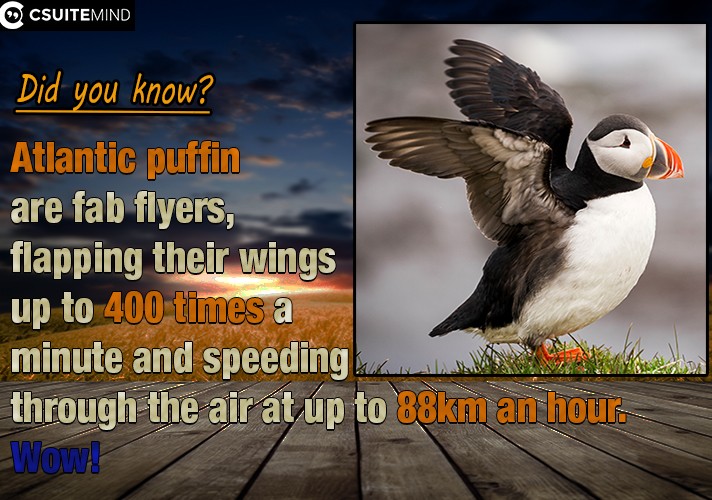  Atlantic puffin  are fab flyers, flapping their wings up to 400 times a minute and speeding through the air at up to 88km an hour. Wow!
