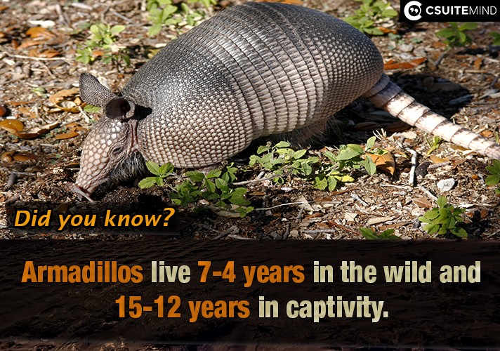 Armadillos live 4-7 years in the wild and 12-15 years in captivity.
