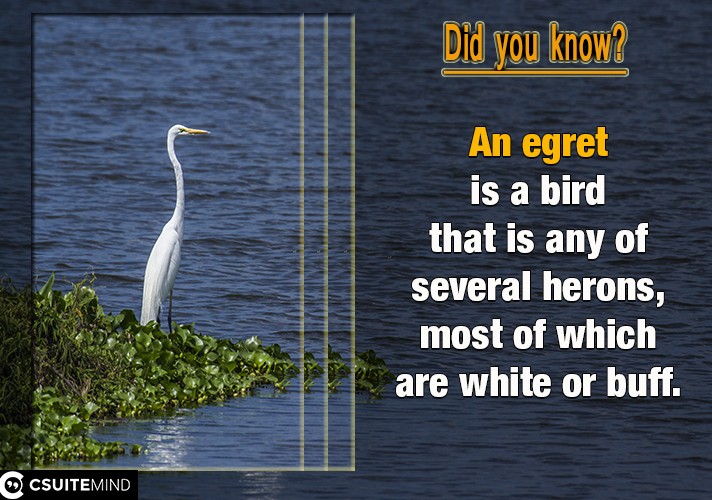 An egret is a bird that is any of several herons, most of which are white or buff.
