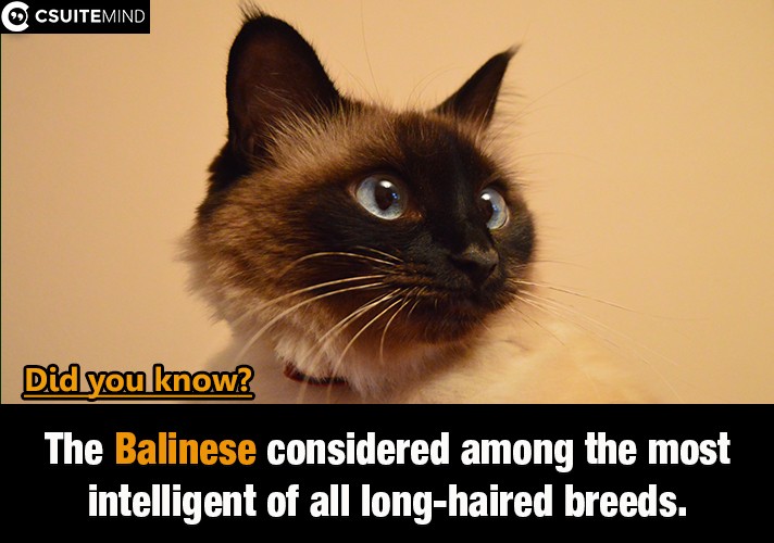 The Balinese  considered among the most intelligent of all long-haired breeds.
