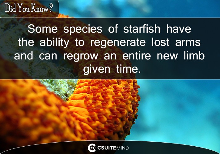 Some species of starfish have the ability to regenerate lost arms and can regrow an entire new limb given time. 